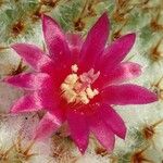 Mammillaria crucigera Flower