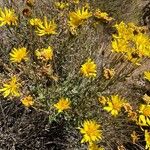 Grindelia chiloensis Flower