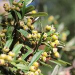 Pyracantha koidzumii Frucht