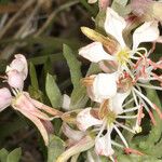 Oenothera suffrutescens Flor