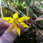 Erythronium rostratum Kukka