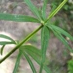 Ranunculus auricomus 葉