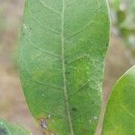 Mascarenhasia arborescens Hoja