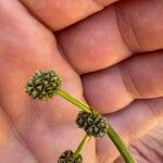 Scirpoides holoschoenus Flor