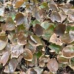 Epimedium pinnatum Leaf