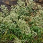 Astrotricha floccosa Alkat (teljes növény)