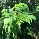 Sambucus racemosa Folha