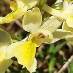 Orchis pauciflora Lorea