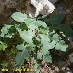 Lactuca acanthifolia Other