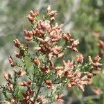 Erica australis Maua