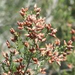 Erica australis Flower