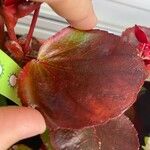 Begonia cucullata Blad