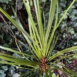 Cordyline australisFuelha