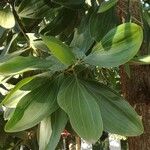 Acacia mangium Ліст