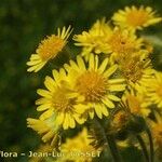 Tephroseris palustris Flower