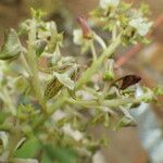 Polystachya odorata Blüte