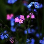 Myosotis sylvatica Fleur