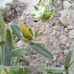 Cerastium dichotomum Hoja