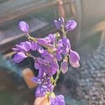 Polygala microphylla 花