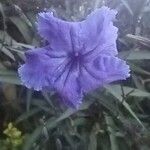 Ruellia simplex फूल