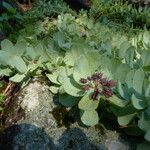 Rhodiola rosea Habit