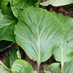 Bergenia crassifolia Blad