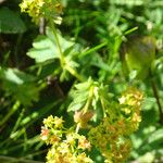 Alchemilla glabra Цветок