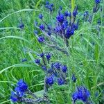 Lavandula pinnata Flower