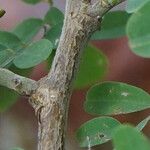 Indigofera suffruticosa Bark