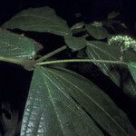 Cordia nodosa Blatt