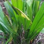 Curculigo capitulata Leaf