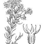 Scleranthus uncinatus Altul/Alta