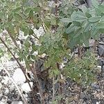 Cytisus nigricans Elinympäristö