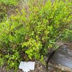 Goodenia ovata Blad
