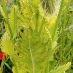 Papaver somniferum Feuille