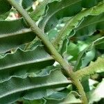 Blechnum cordatum Leaf