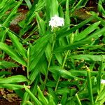 Hedychium coronarium Habit