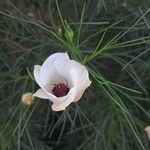 Alyogyne hakeifolia 花