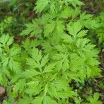 Artemisia princeps Листок