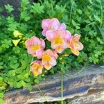 Freesia × kewensis Flower