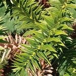 Araucaria angustifolia Hoja