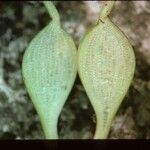 Pontederia crassipes Лист