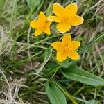 Ranunculus thora Bloem