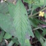 Ludwigia erecta Blatt