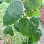 Tilia × euchlora Folla