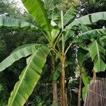 Musa basjoo ശീലം