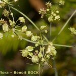 Laserpitium peucedanoides Annet