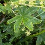 Alchemilla pallens Blatt