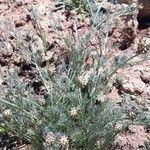 Platycapnos spicata 形態