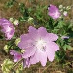 Malva thuringiacaFlor